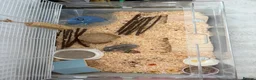 Hamster rodents for sale: 6 month FRIENDLY dwarf hamster - Advert 1