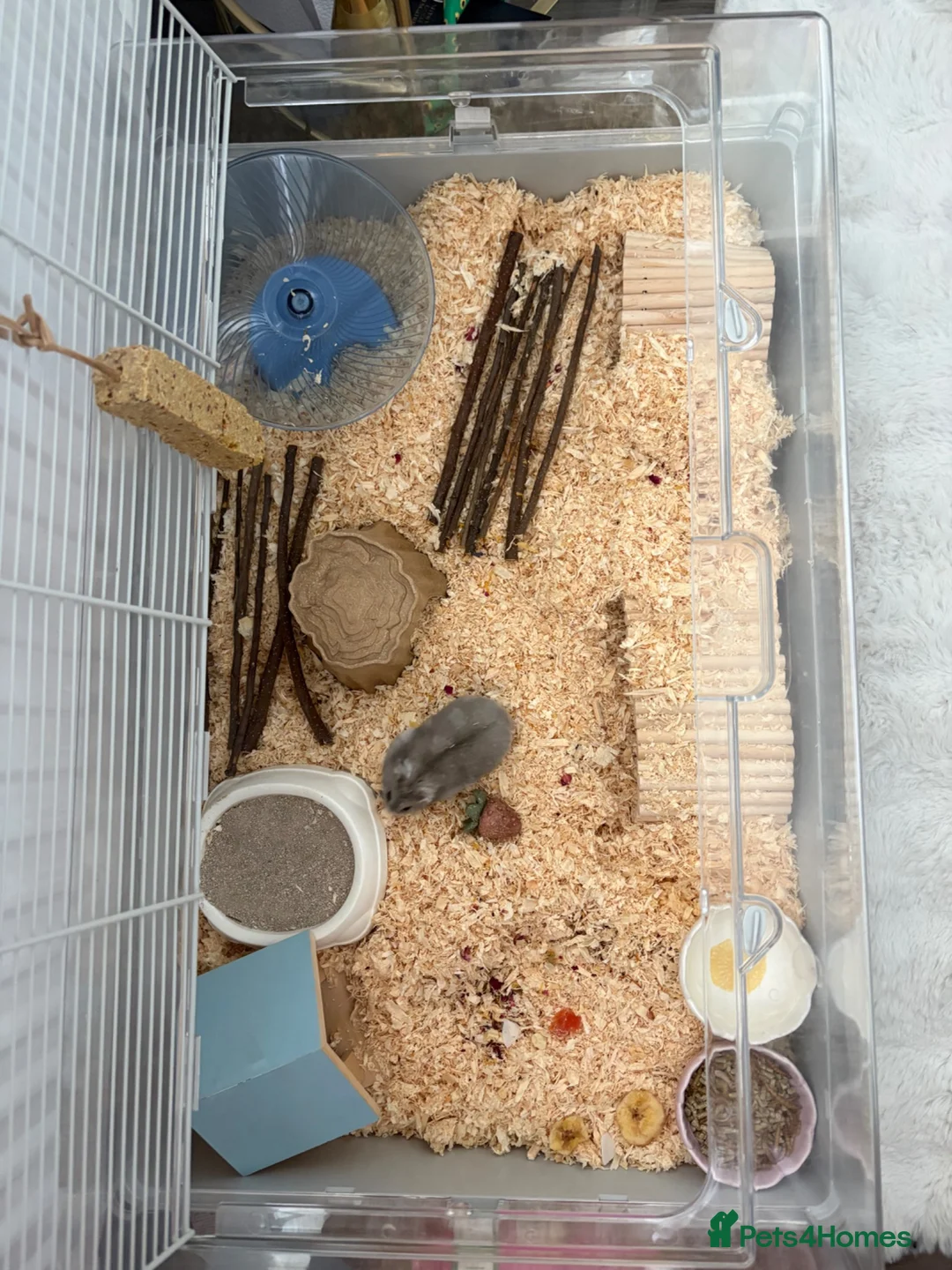 Hamster rodents for sale: 6 month FRIENDLY dwarf hamster - Advert 1