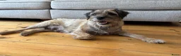 Border Terrier dogs for sale: KC Border Terrier Puppies – Newbury in Newbury - Advert 4
