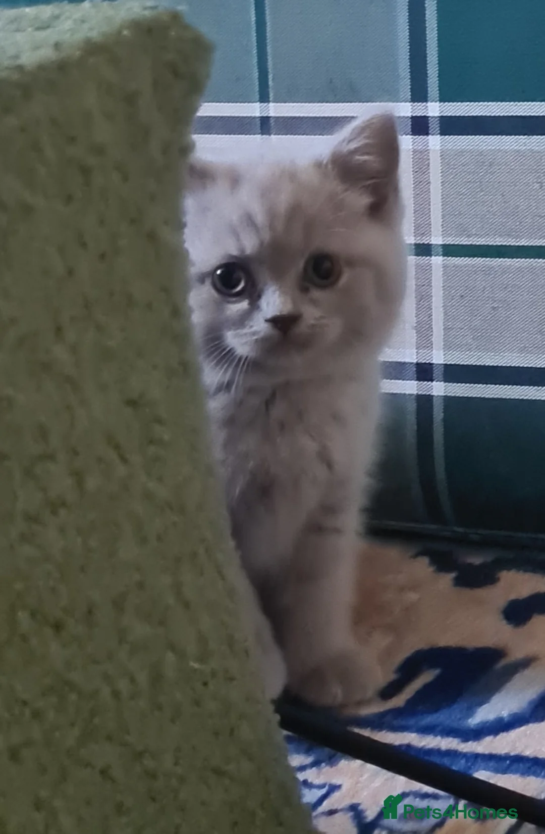 British Shorthair cats for sale: GORGEOUS LILAC BRITISH SHORTHAIR KITTENS - Advert 1