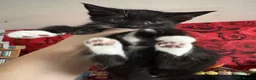 Mixed Breed cats for sale: Three beautiful little girls  - Advert 11