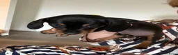 Miniature Dachshund dogs for sale: Last one! Miniature dachshund - Advert 5