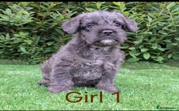 Miniature Poodle dogs for sale: Foodle French Bulldog X Poodle Ready Now - Image 8
