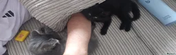 Mixed Breed cats for sale: 4 Beautiful kittens ready for a loving home. - Advert 12