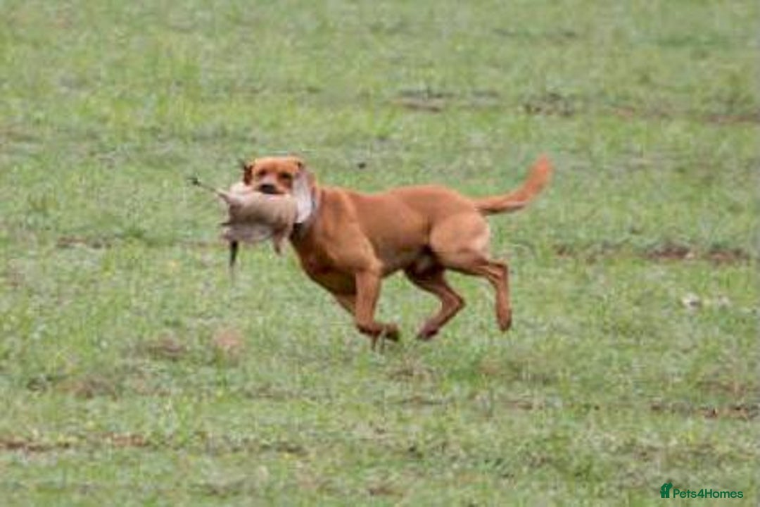 Labrador Retriever dogs for sale: Stunning Pure Labrador retriever puppies - Image 32
