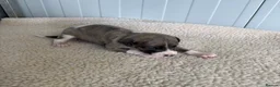 Whippet dogs for sale: Quality Whippet puppies - Advert 3