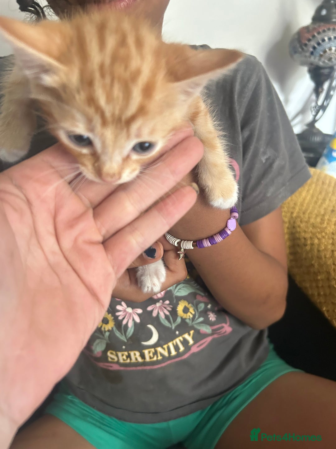 Mixed Breed cats for sale: Beautiful Kittens  - Image 7
