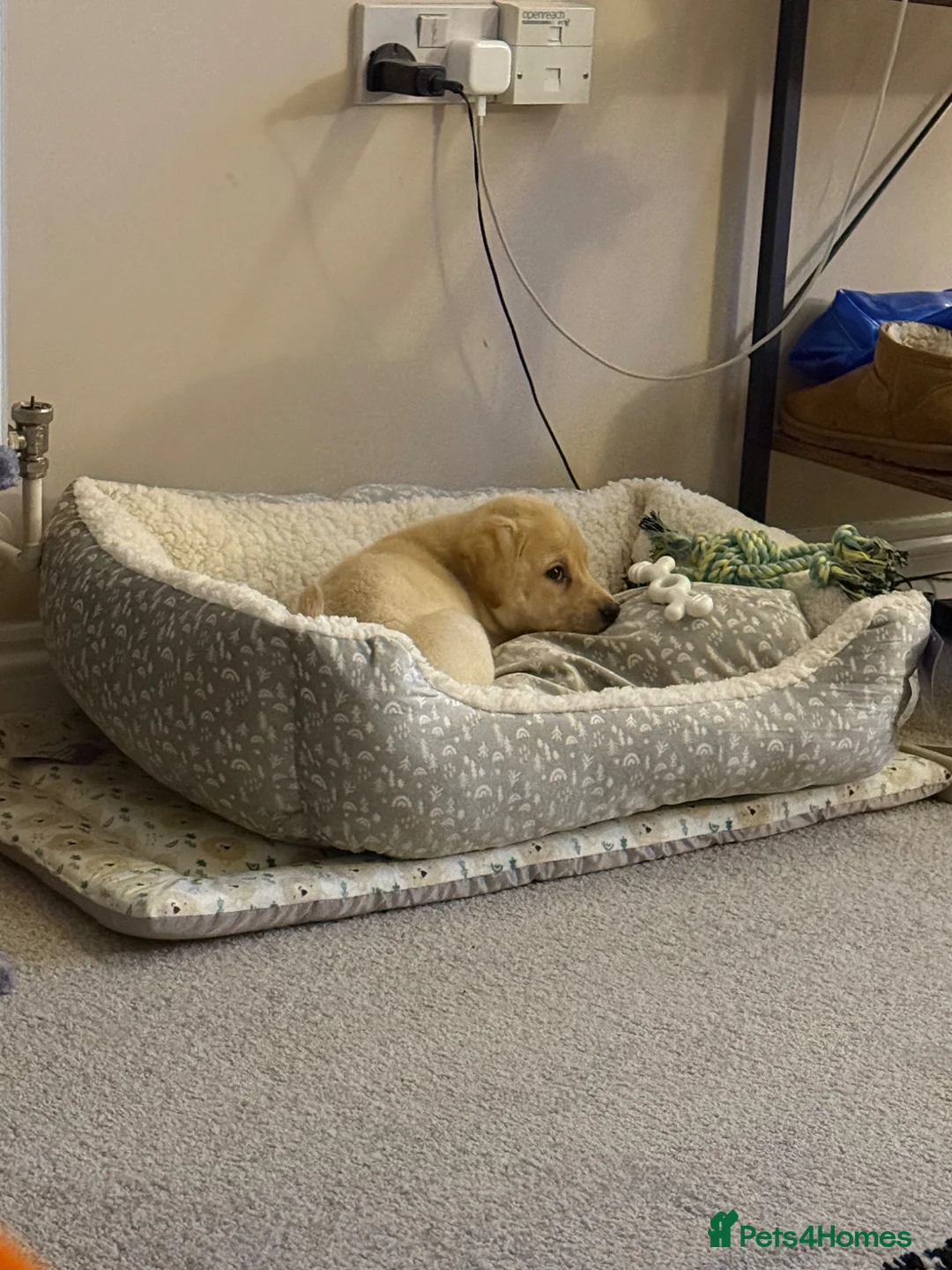 Labrador Retriever dogs for sale: Rehome Beautiful Labrador puppy - Advert 1