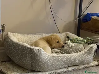 Labrador Retriever dogs Beautiful Boy Labrador puppy - Advert 1