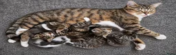 Mixed Breed cats for sale: Cute Tabby Kittens - Advert 1