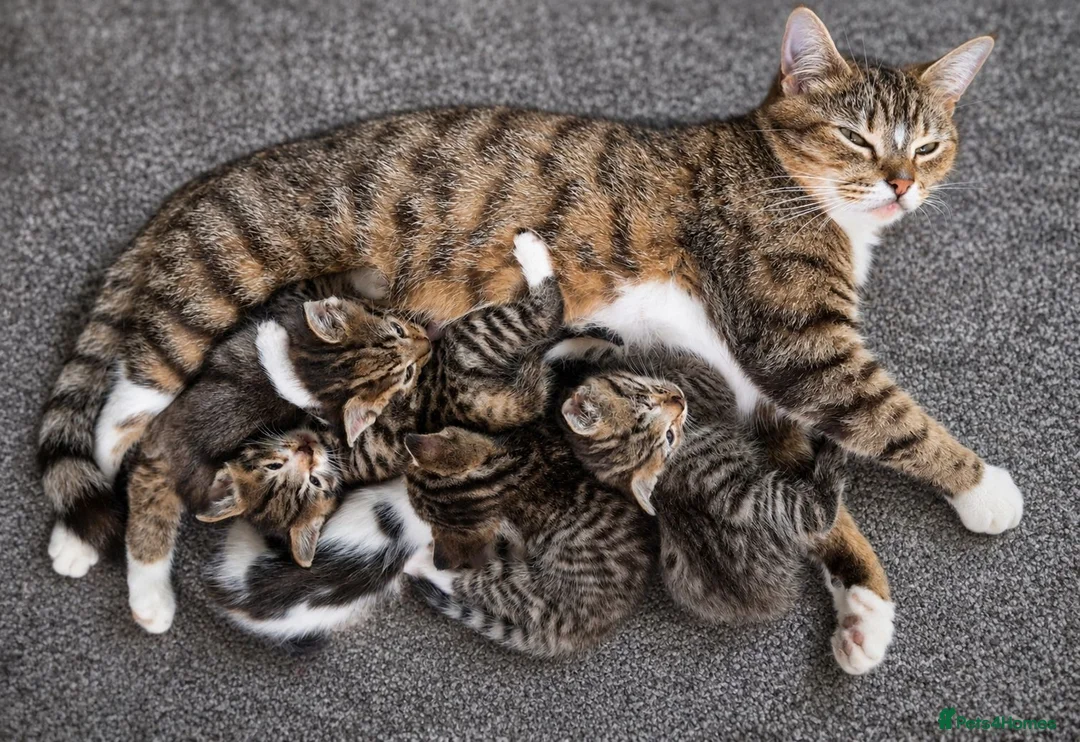 Mixed Breed cats for sale: Cute Tabby Kittens - Advert 1