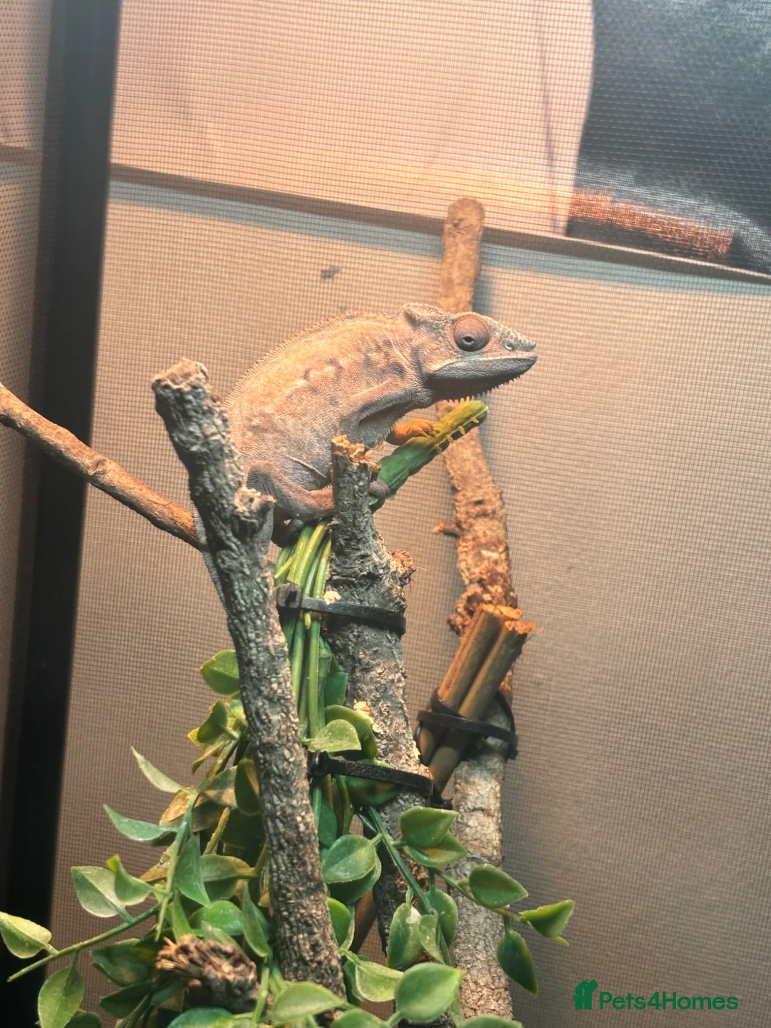 Chameleon reptiles for sale: Female panther chameleon and enclosure  in Basildon - Advert 1