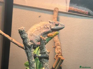 Chameleon reptiles Female panther chameleon and enclosure - Advert 1