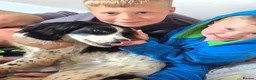 English Springer Spaniel dogs for sale: English Springer Spaniels  - Advert 12