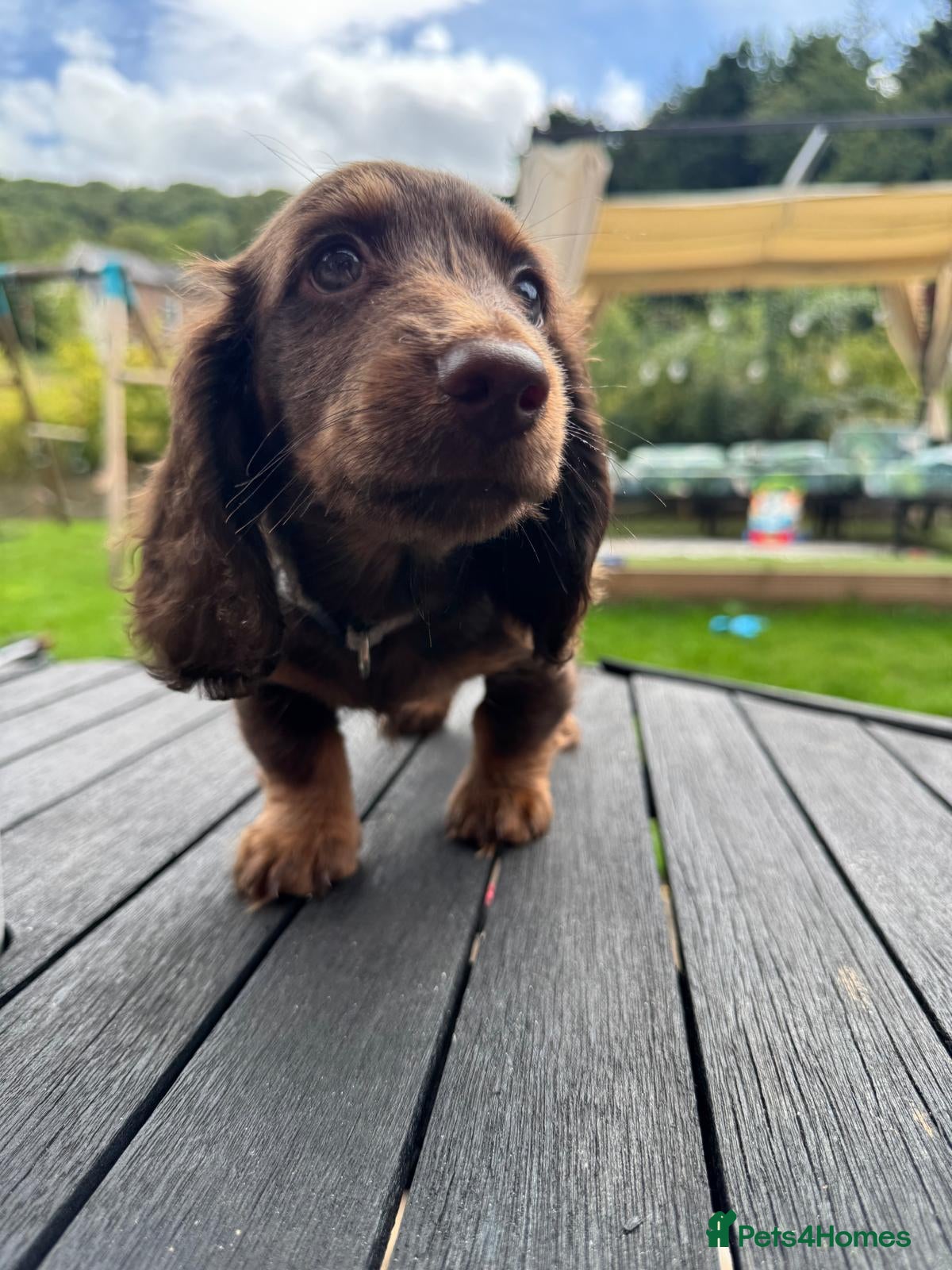 Miniature Dachshund dogs Long Haired Miniature Dachshund  - Advert 1