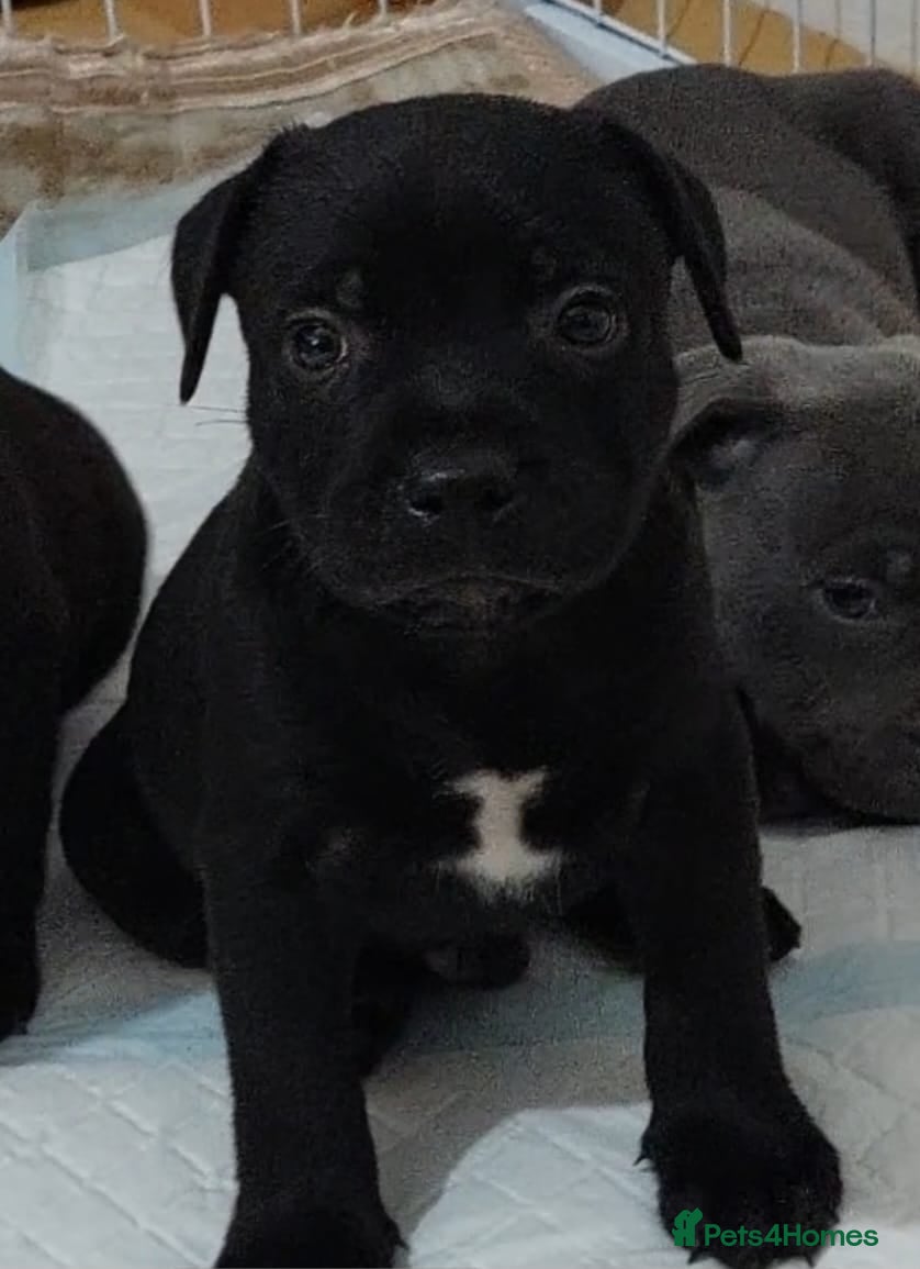 Staffordshire Bull Terrier dogs **KC Reg Champion bloodlines puppies** - Advert 2