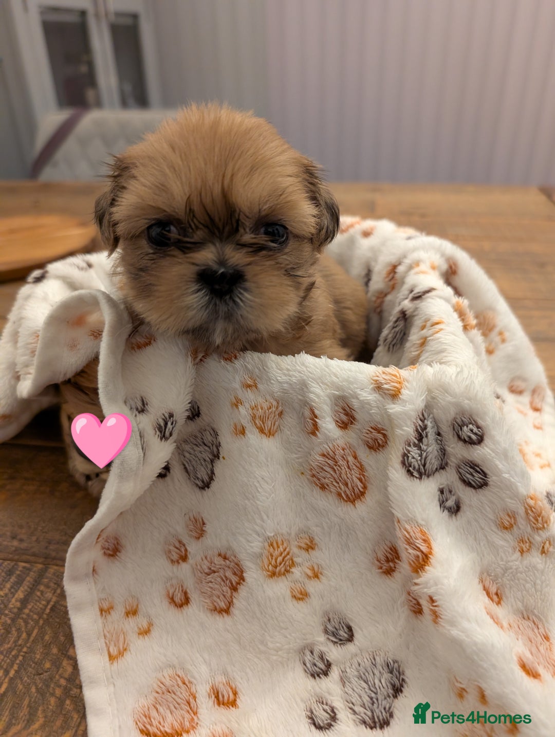 Shih Tzu dogs for sale: Adorable shih Tzu puppies  - Image 2