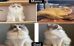 Ragdoll cats for sale: Female kitten become available! Pure Ragdoll in Derby - Image 4