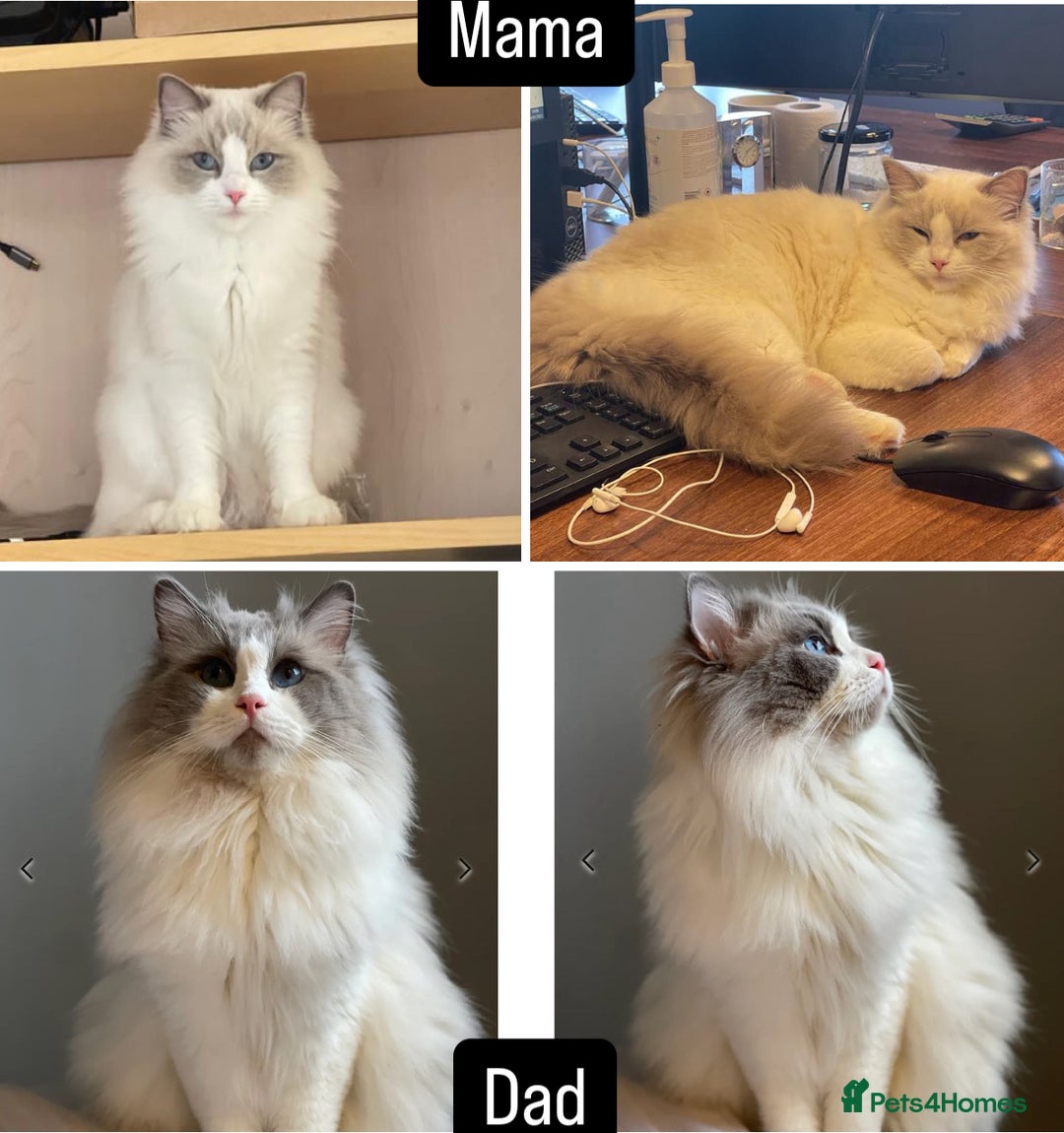 Ragdoll cats for sale: Female kitten become available! Pure Ragdoll in Derby - Image 4