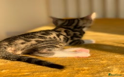 Bengal cats for sale: Ready to leave 3 left, 3/4 Bengal Kittens Rosetted - Image 5