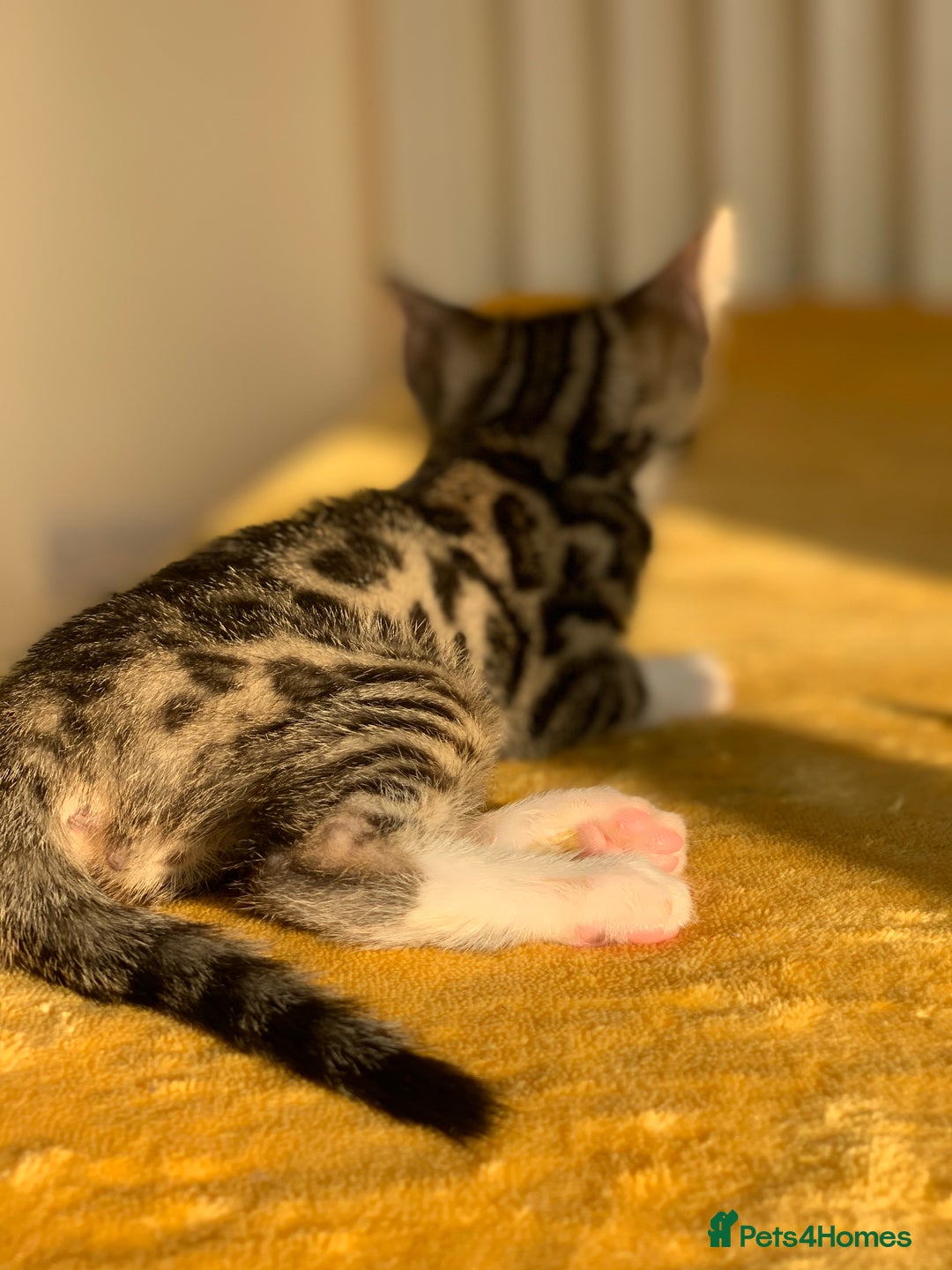 Bengal cats for sale: Ready to leave 3 left, 3/4 Bengal Kittens Rosetted - Image 5