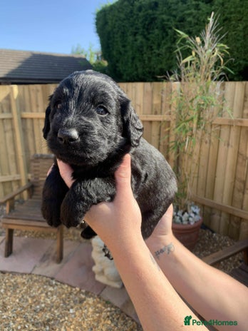 Labradoodle dogs - Advert 12