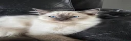 Ragdoll cats for sale: pedigree Ragdoll  - Advert 7