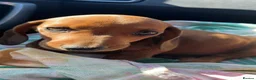 Miniature Dachshund dogs for sale: Miniature dachshunds - Advert 3