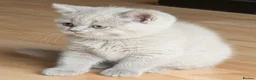 Selkirk Rex cats for sale: 😻 Beautiful Selkirk Rex Kittens 😻 - Advert 7