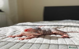 Sphynx cats for sale: Beautiful sphinx kittens  - Image 3