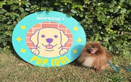 Pomeranian dogs for stud: Chocolate Stud Kc Registered ,Embark tested in Runcorn - Image 29