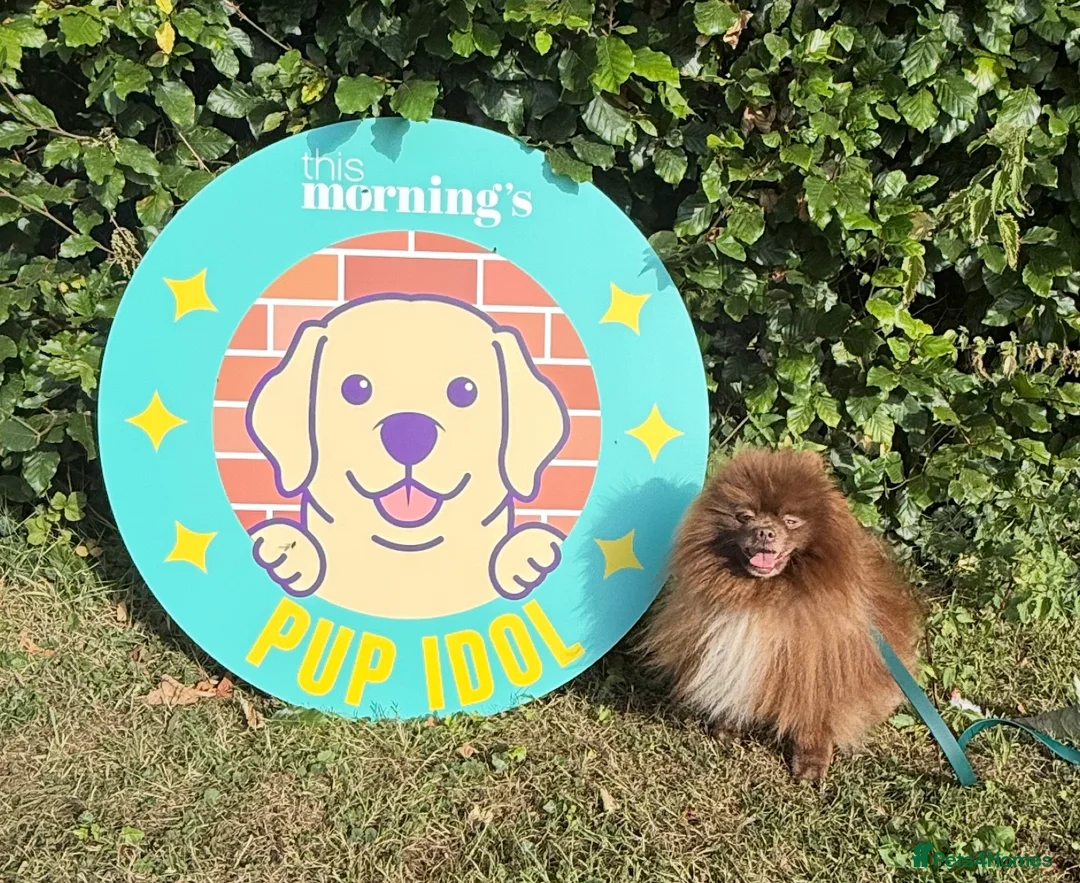 Pomeranian dogs for stud: Chocolate Stud Kc Registered ,Embark tested in Runcorn - Advert 29