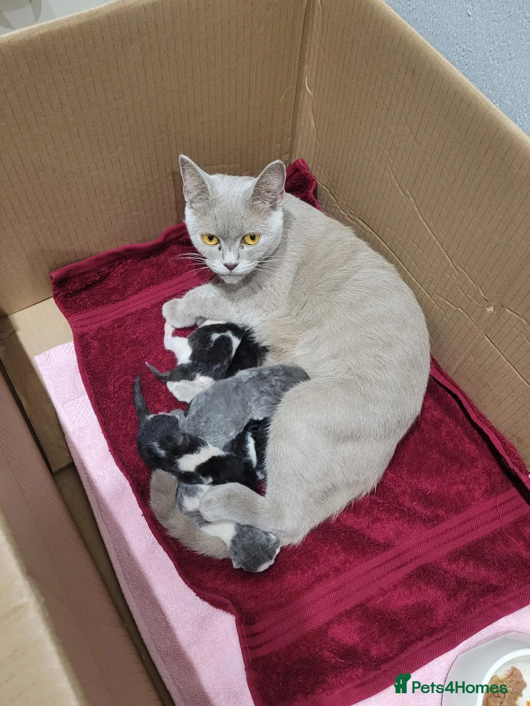 British Shorthair cats for sale: Chunky blue boys - Advert 2