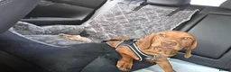 Jackshund dogs for sale: Milo 7 months old in Saint Helens - Advert 7