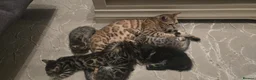 Mixed Breed cats for sale: Bengal mixed kittens - Advert 33
