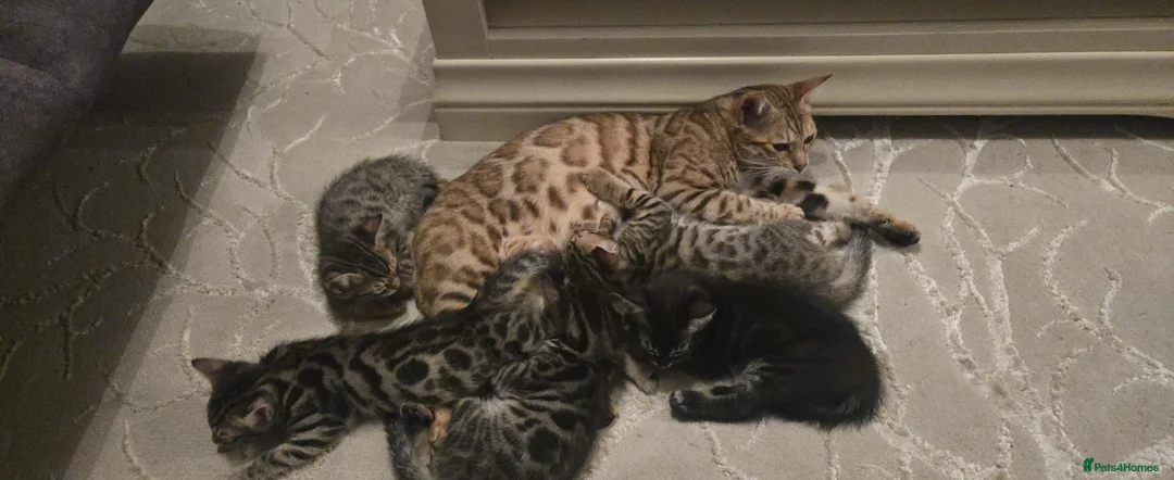 Mixed Breed cats for sale: Bengal mixed kittens - Advert 33