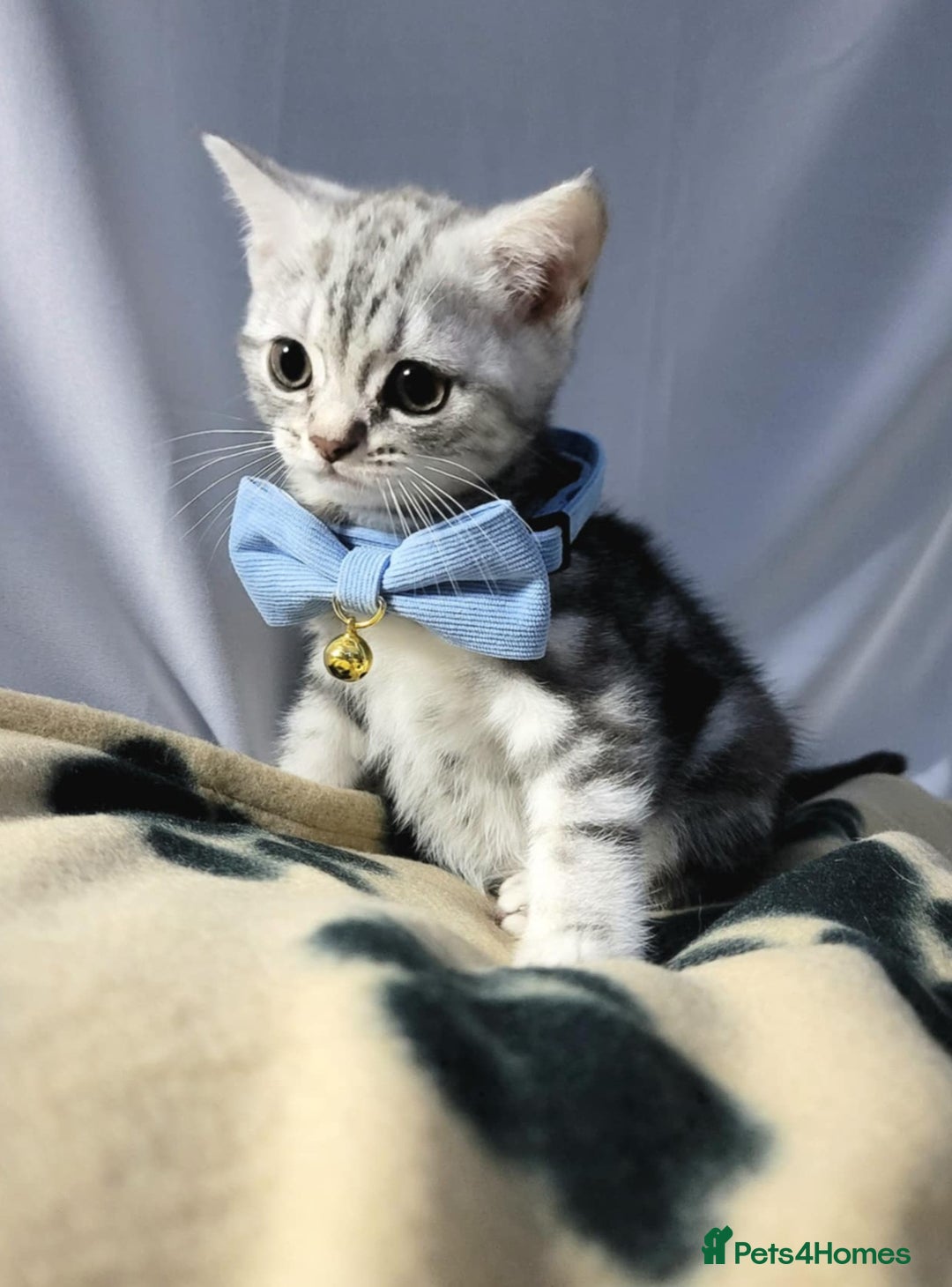British Shorthair cats for sale: 1 Adorable boy left - Advert 1