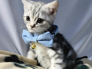 British Shorthair cats 1 Adorable boy left - Advert 1