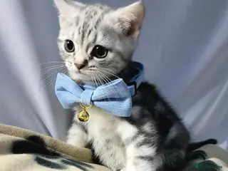 British Shorthair cats 1 Adorable boy left!!! - Advert 17