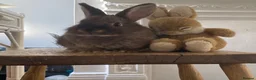 Mixed Breed rabbits for sale: Netherland & Lionhead Mix - Advert 5