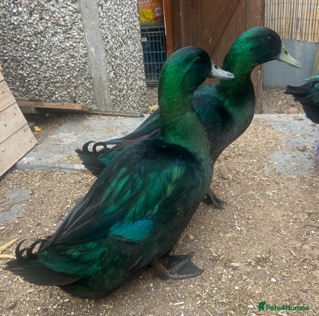 Ducks poultry for sale: Cayuga ducklings - Image 6