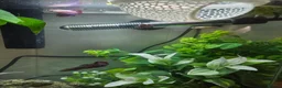 Bettas fish for sale: 5 Female Juvinile Bettas - Advert 9