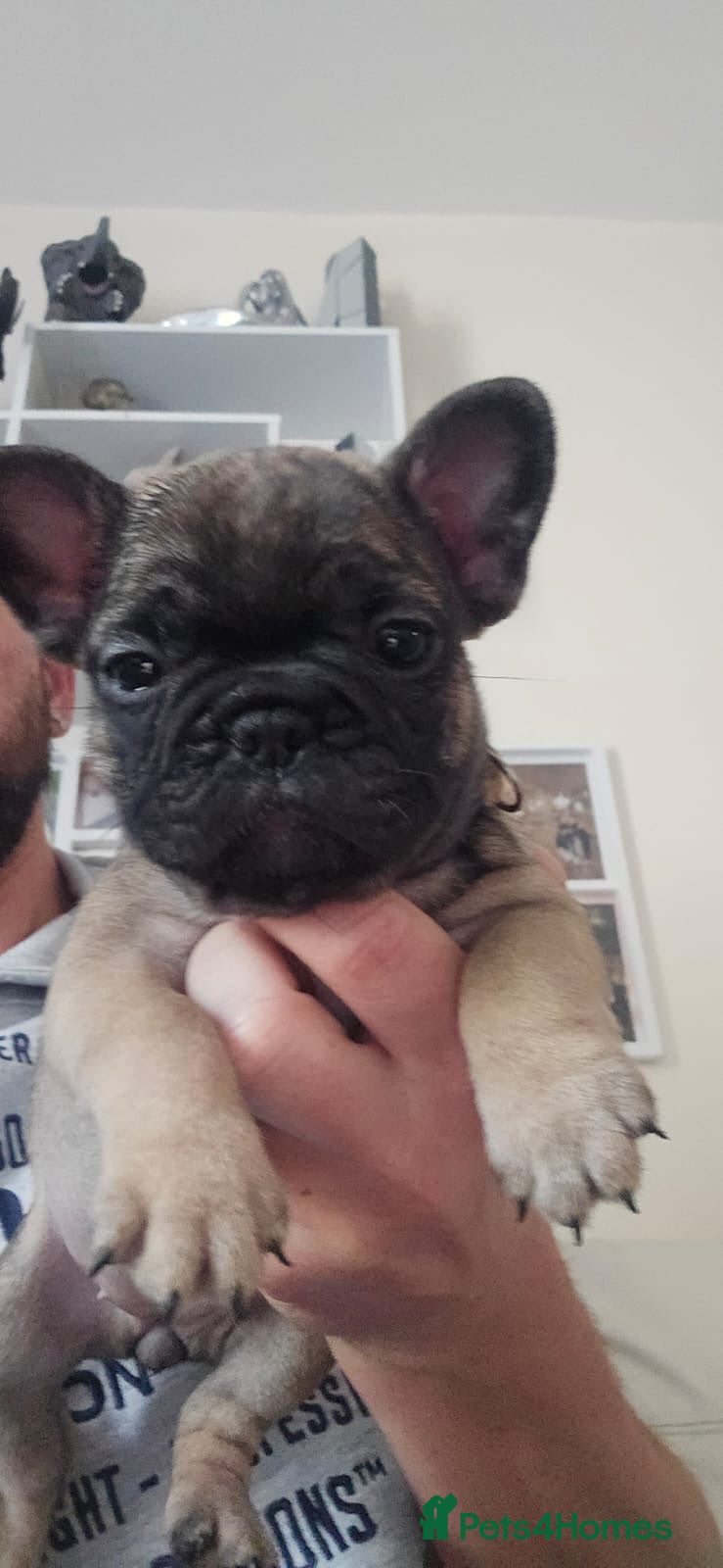 French Bulldog dogs Beautiful French bulldog puppies  - Advert 1