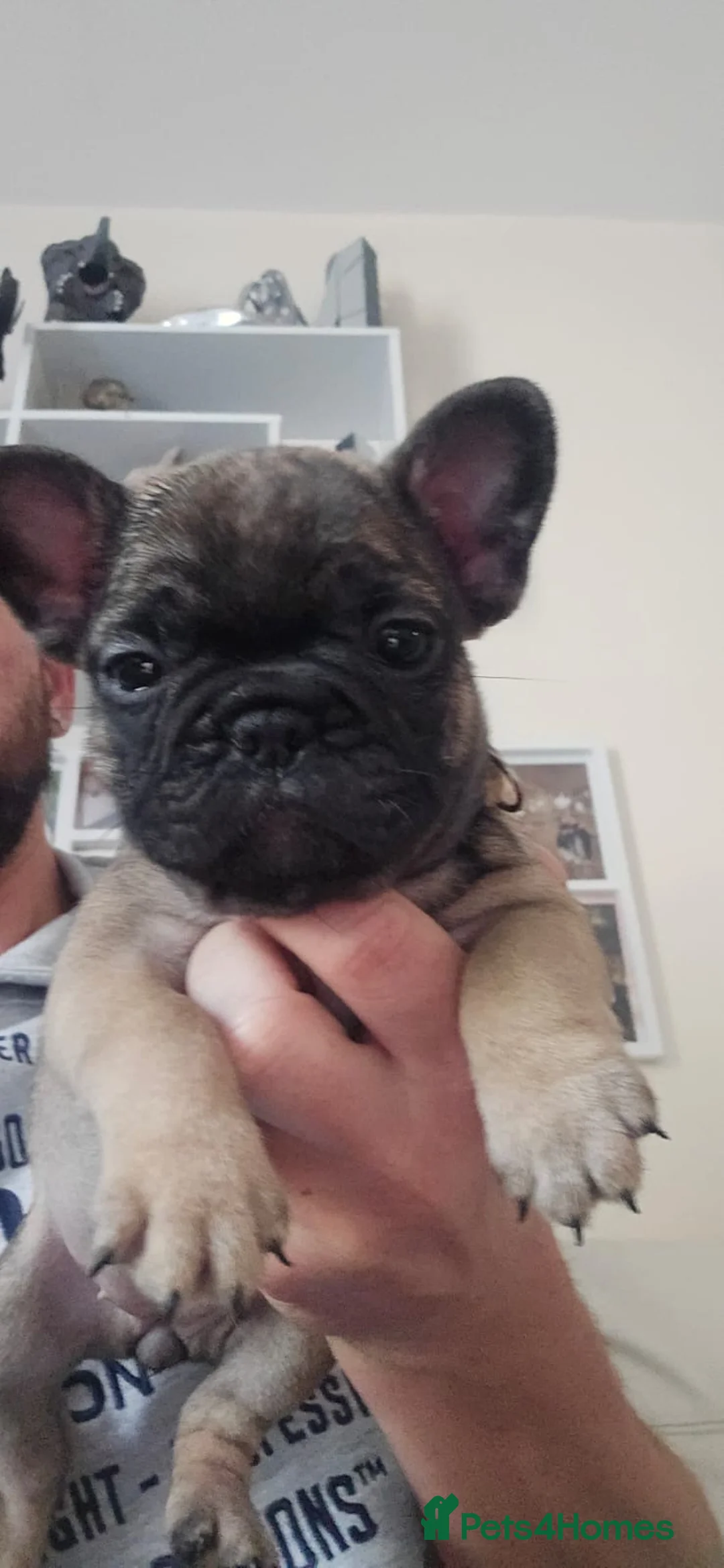 French Bulldog dogs for sale: Beautiful French bulldog puppies  in Liverpool - Advert 1