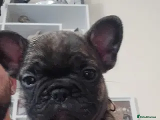 French Bulldog dogs Beautiful French bulldog puppies - Advert 3