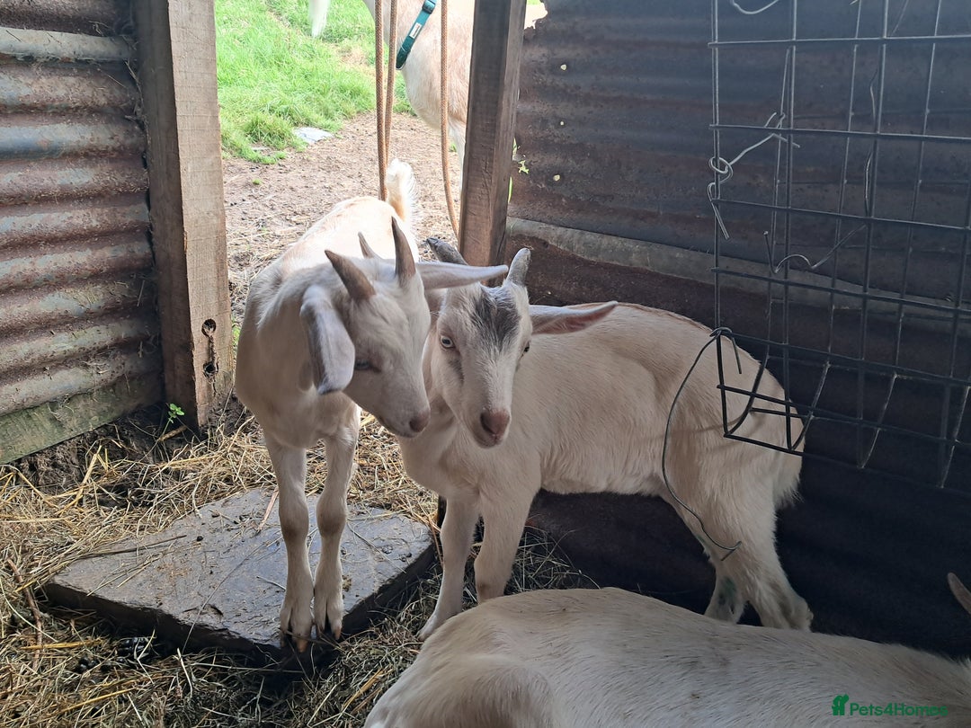 Goats livestock for sale: Twin dairy goats - Image 5