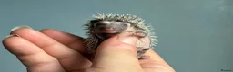 Pygmy Hedgehog rodents for sale: Beautiful Pygmy hedgehogs for sale!  - Advert 1
