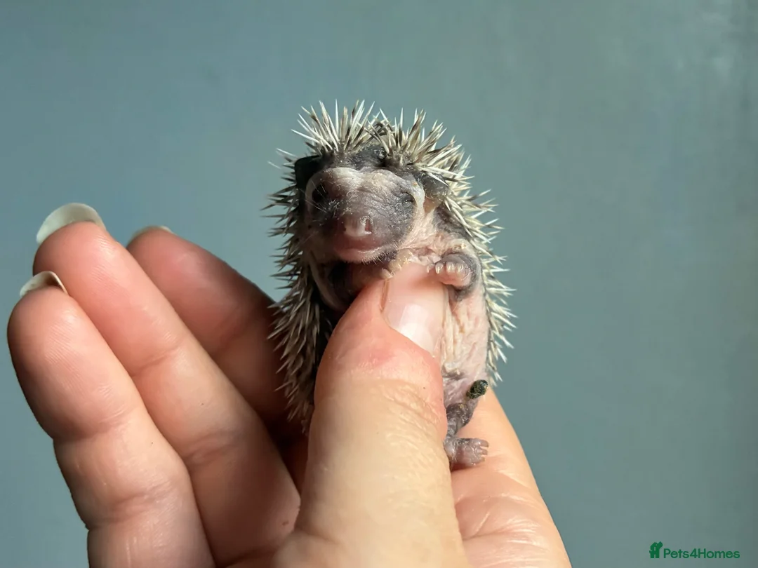 Pygmy Hedgehog rodents for sale: Beautiful Pygmy hedgehogs for sale!  - Advert 1