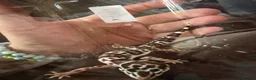 Leopard Gecko reptiles for sale: Leopard gecko - Advert 3
