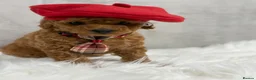 Toy Poodle dogs for sale: Asian type toy poodle  - Advert 17